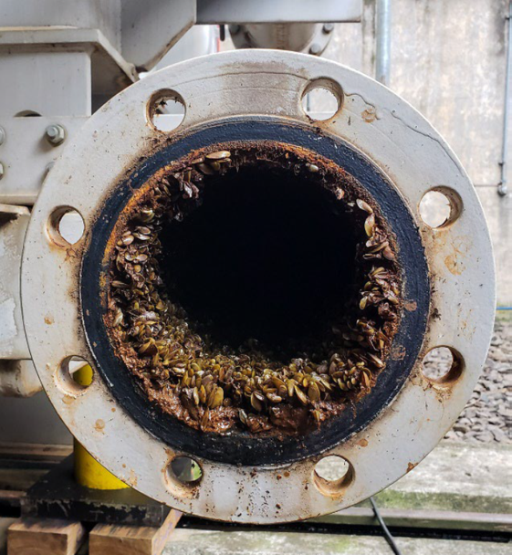 A water pipe filled with invasive mussels